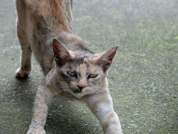 Close-up portrait of cat