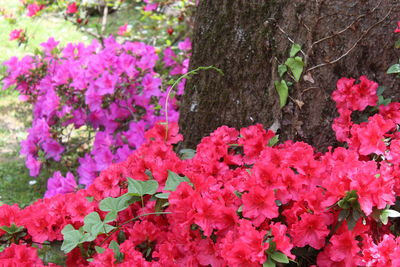 Close-up of pink flowering plants