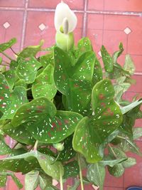 High angle view of wet plant