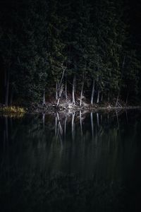 Reflection of trees in lake at night