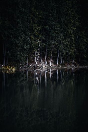 Reflection of trees in lake at night