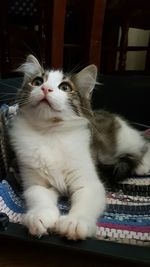 Close-up of cat resting on carpet