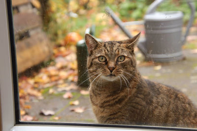 Close-up of cat looking through window