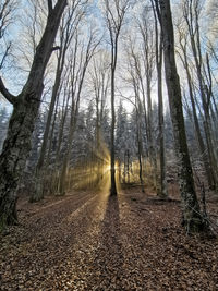 Road amidst trees in forest