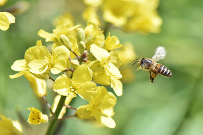 Close-up of bee pollinating on flower