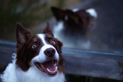 Close-up portrait of a dog