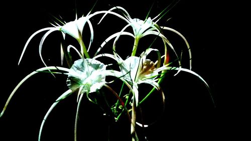 Close-up of flower over black background