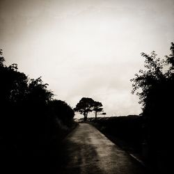 Country road along trees