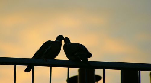 Low angle view of bird against sky