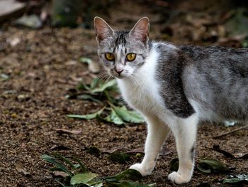 Portrait of cat standing on field