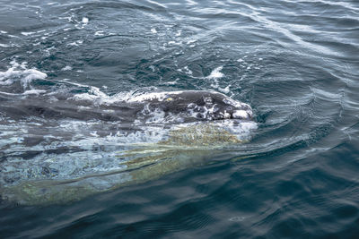 High angle view of whale swimming in sea