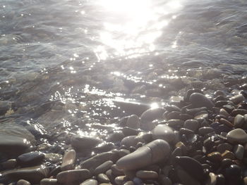 Close-up of swimming in sea