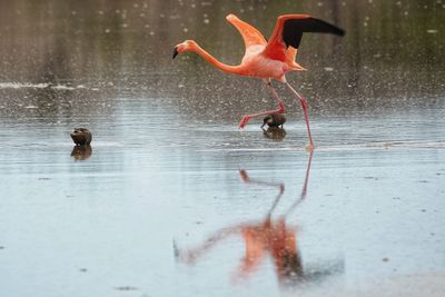 Flamingo in a lake