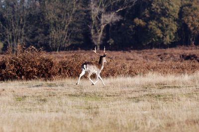 Deer running on grassy field