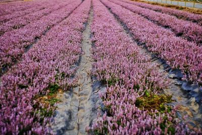 Fresh purple flowers in field