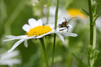 Close-up of bug pollinating on flower