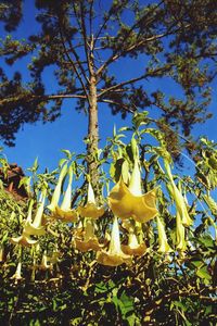 Close-up of yellow flowers blooming on tree