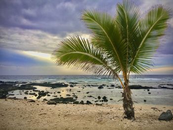 Palm trees on beach against sky