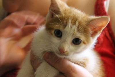 Close-up of hand holding kitten at home