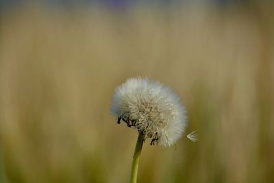 Close-up of dandelion against blurred background