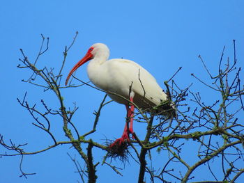 Low angle view of bird perching on branch against blue sky