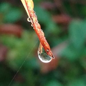 Close-up of water drop on leaf