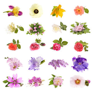 Close-up of flowering plants against white background