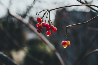 Close-up of red berries growing on tree