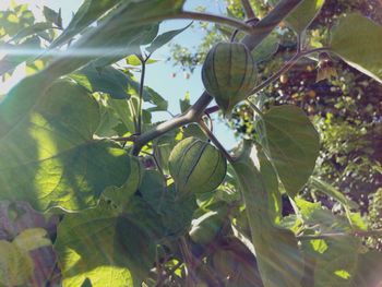 Close-up of fruit growing on tree