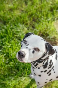 Close-up portrait of dog on field