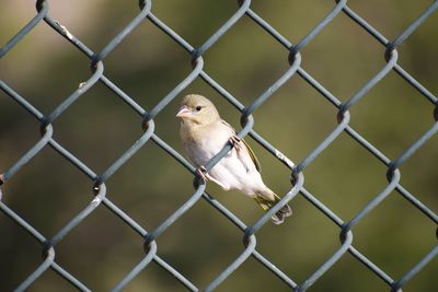 Close-up of bird perching on chainlink fence