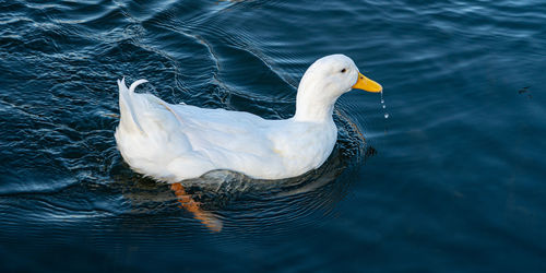 Large white pekin peking aylesbury american heavy single white duck water fowl low level close up 