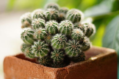 Close-up of succulent plant