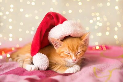 Portrait of cute little kitten wearing santa's hat sleeping on a violet blanket