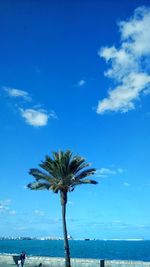 Palm tree by sea against blue sky