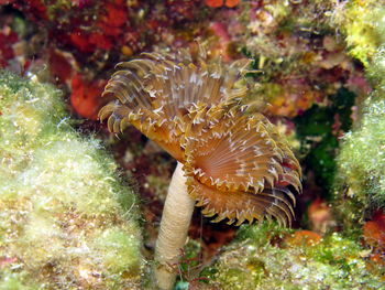 Close-up of fish in sea