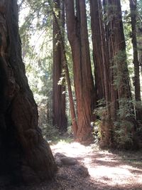 Trees in forest