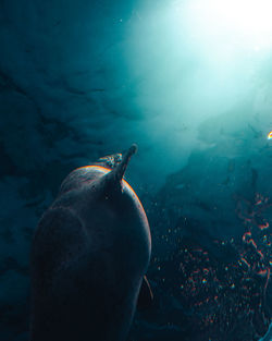 Close-up of turtle in sea