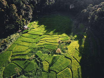 High angle view of corn field