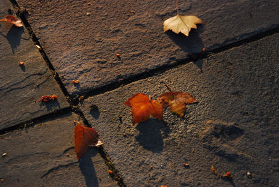 High angle view of dry maple leaf on ground