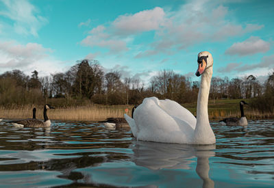 Swans swimming in lake against sky