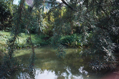 View of pine trees in lake
