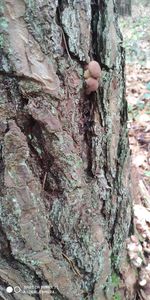 Close-up of lichen on tree trunk