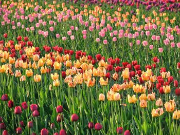 Close-up of tulip flowers in field