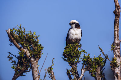 Low angle view of bird perching on tree against clear sky