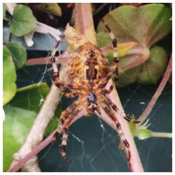 Close-up of spider on web