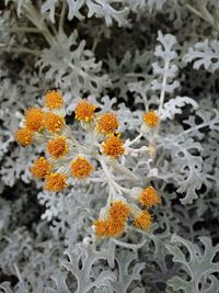 Close-up of flowers blooming on field