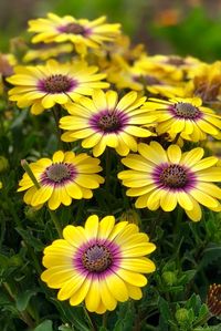 High angle view of yellow flowering plants