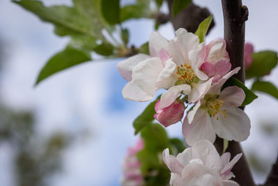 Close-up of white cherry blossoms