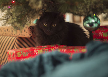 Portrait of cat on christmas tree